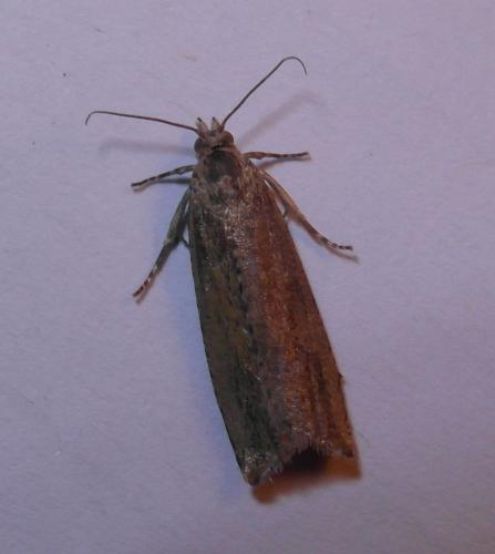 Réf. 249 413 : Bactra sp.